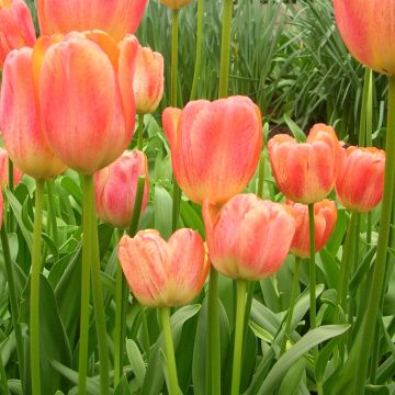 Tulipa Darwin Tequila Sunrise - Darwintulp