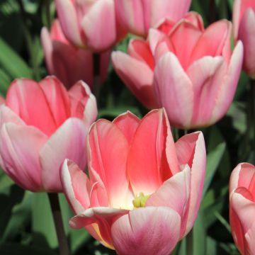 Tulipa Darwin Apricot Delight - Darwintulp