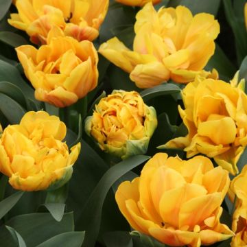 Tulipa Freeman - Dubbele late tulp