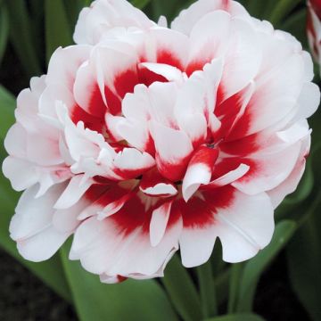 Tulipa Horizon - Dubbele late tulp
