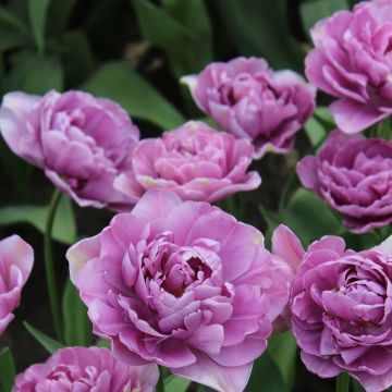 Tulipa Lilac Perfection - Dubbele late tulp