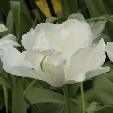Tulipa Maureen Double - Dubbele late tulp