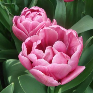 Tulipa You - Dubbele late tulp