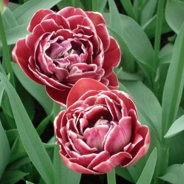 Tulipa Dream touch - Dubbele late tulp