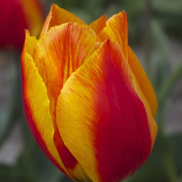 Tulipa Flair - Vroegbloeiende enkele tulp