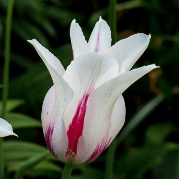 Tulipa Marilyn - Leliebloemige tulp