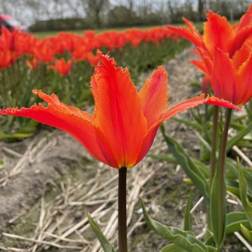 Tulipa Alexandrine - Leliebloemige tulp