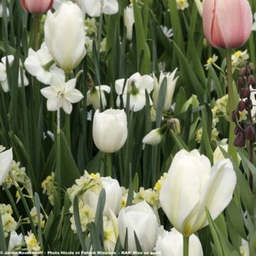 Tulipe Triumph Inzell - Triumphtulp