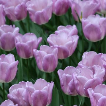 Tulipe Triumph Magic Lavender - Triumphtulp