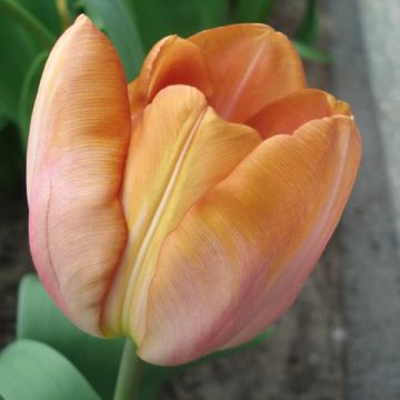 Tulipa Malaika - Laatbloeiende enkele tulp