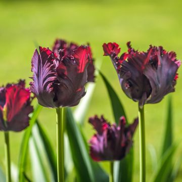 Tulipa Black Parrot - Papegaaitulp