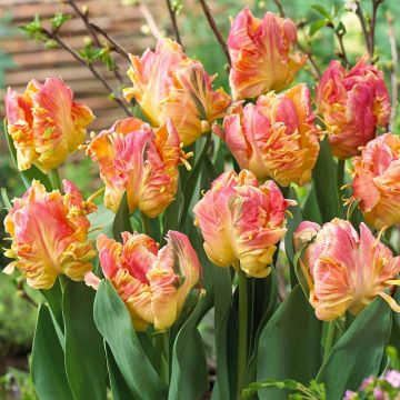 Tulipa Parrot Lady - Papegaaitulp