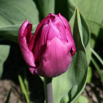 Tulipa Purple Prince - Vroegbloeiende enkele tulp