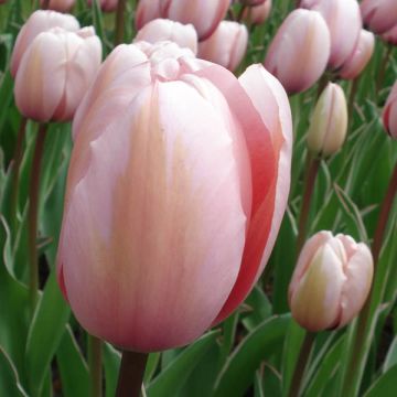 Tulipa Darwin Salmon Impression - Darwintulp