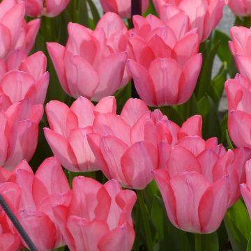 Tulipa Christmas Pearl - Vroegbloeiende enkele tulp