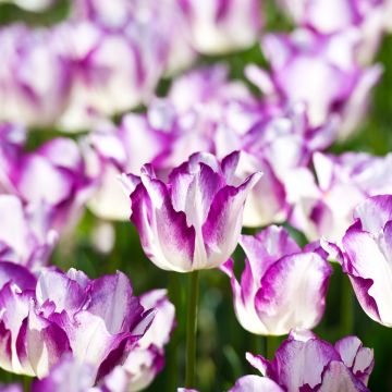 Tulipe Triumph Affaire - Triumphtulp