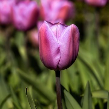 Tulipe Triumph Alibi - Triumphtulp