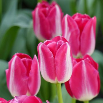 Tulipa Triumph Amsterdam- Triumphtulp