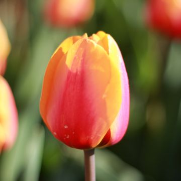 Tulipe Triumph Apricot Favourite- Triumphtulp