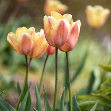 Tulipe Triumph Apricot Foxx - Triumphtulp