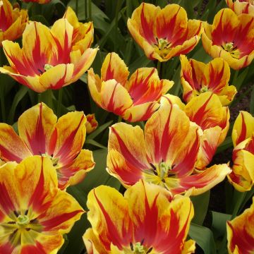 Tulipe Triumph Augusta Taurinorum - Triumphtulp