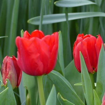 Tulipe Triumph Ben van Zanten - Triumphtulp