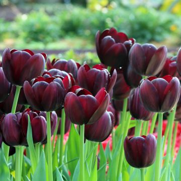 Tulipa Triumph Black Jack - Triumphtulp