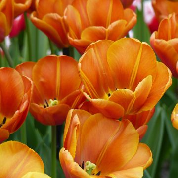 Tulipa Triumph Brown Sugar - Triumphtulp