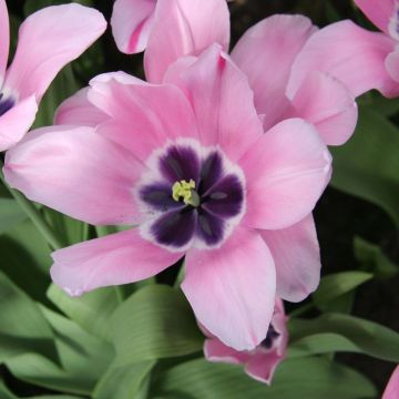 Tulipa Triumph Capri - Triumphtulp