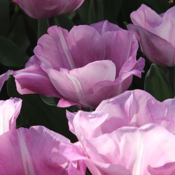 Tulipa Triumph Carré - Triumphtulp