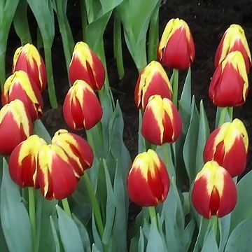 Tulipa Triumph Denmark - Triumphtulp
