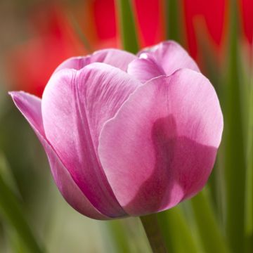 Tulipe Triumph Dreaming Maid - Triumphtulp