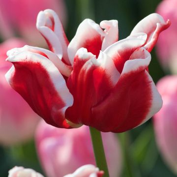 Tulipe Triumph Elegant Crown - Triumphtulp