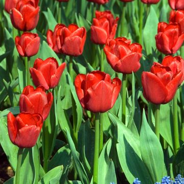 Tulipe Triumph Ile de France - Triumphtulp