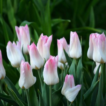 Tulipa Triumph Kyoko Takahashi - Triumphtulp