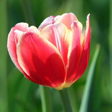 Tulipa Triumph Leen van der Mark - Triumphtulp