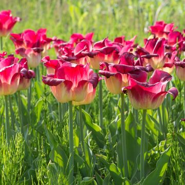 Tulipa Triumph Match - Triumphtulp