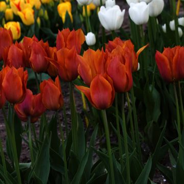 Tulipa Triumph Request - Triumphtulp
