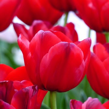 Tulipa Triumph Unique de France - Triumphtulp