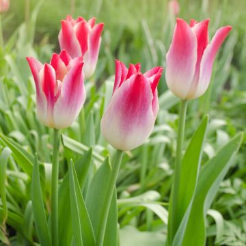Tulipa Triumph Whispering Dream - Triumphtulp