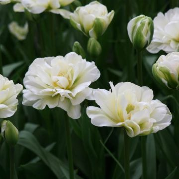 Tulipa White Touch - Dubbele late tulp