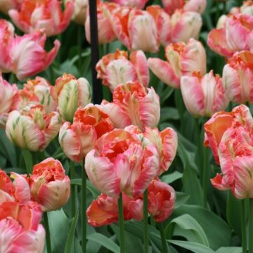 Tulipa Apricot Parrot - Papegaaitulp