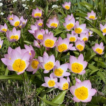 Tulipa bakeri Lilac Wonder - botanische tulp