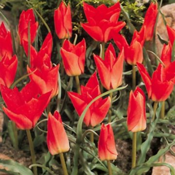 Tulipa batalinii Red Gem - botanische tulp