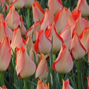 Tulipa batalinii Salmon Gem - botanische tulp