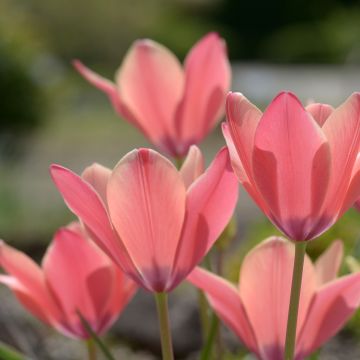 Tulipa clusiana Annika - botanische tulp