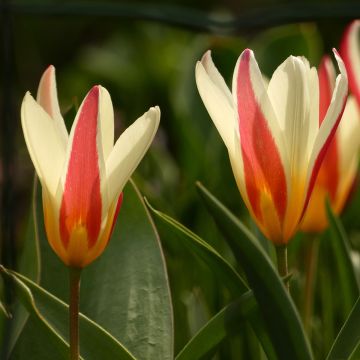 Tulipa clusiana Cynthia - botanische tulp