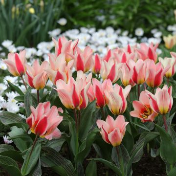 Tulipa greigii Mary Ann - Greigii‑tulp