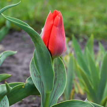 Tulipa greigii Princesse Charmante - Greigii‑tulp