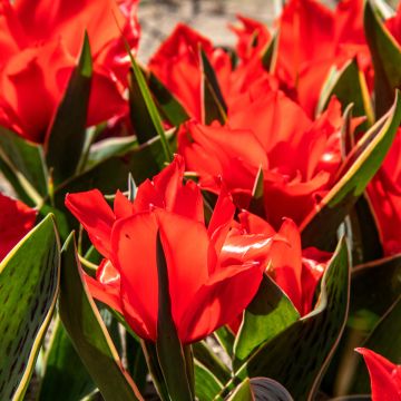 Tulipa greigii Rob Verlinden - Greigii-tulp